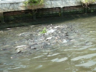 a thrashing mass of huge fish rise to the surface wherever they detect a chance of food