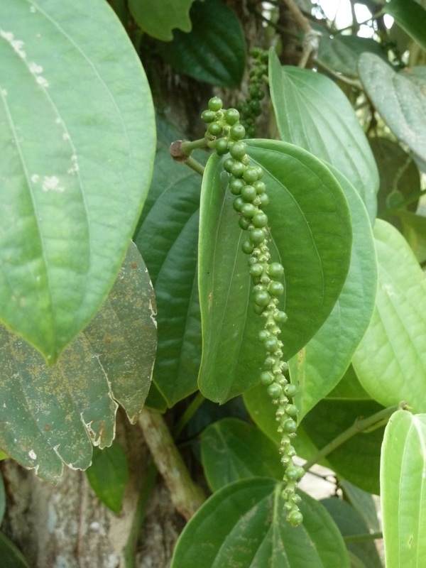 Peppercorns growing on a vine - they are harvested green and then dried until they turn black