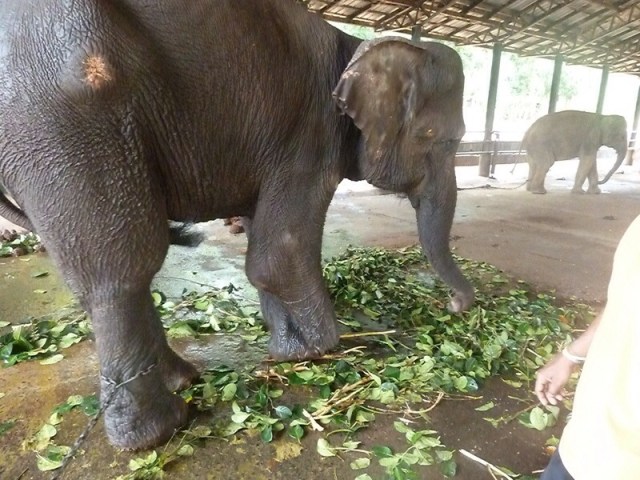 This poor creature is missing her right fore foot