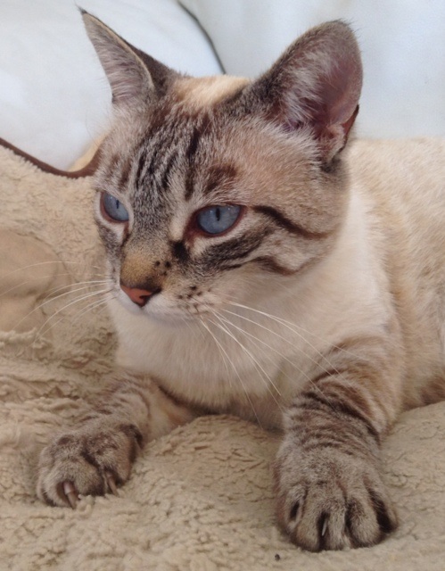 Sheba wouldn't allow an 'ugly' photo to be taken, so here'a one I took earlier.