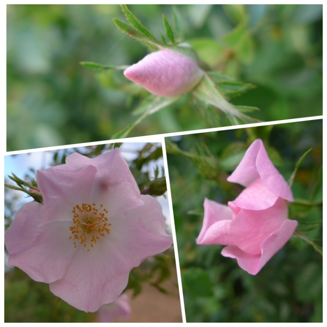I was very excited today to see my first dog rose of this camino