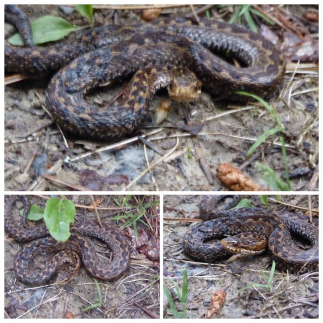 I came across this little guy today in the woods