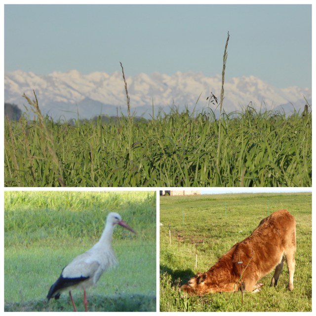 The grass is always greener...